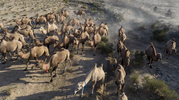 海利生物：控股子公司GORORISE可吸收胶原膜产品在印度尼西亚获注册证