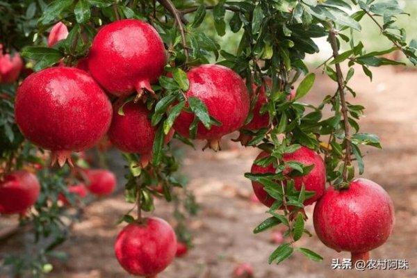 俗语“院中栽六树，子孙一直富”，指哪六种树？院子种树别乱选​